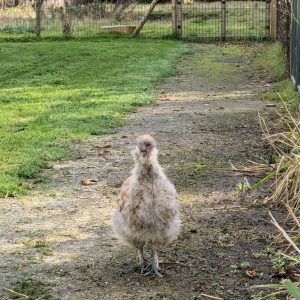 Des poules de compagnie dans le jardin